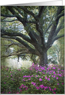 Oaks and Azaleas -...