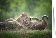 Two Lion Cubs Have A...