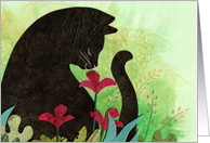 Black Cat in Garden...