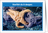 Starfish Lovers Do...