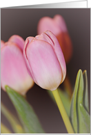 Pink Tulips Thinking...