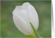 White Tulip Sympathy