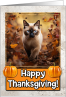 Siamese Cat Happy...