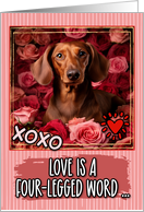 Dachshund and Roses...