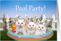 Kitten pool party...