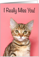 Sad Kitten Missing...