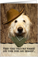 Funny Labradoodle In...
