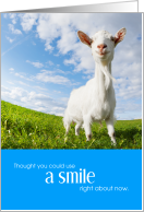 Cute Smiling Goat...