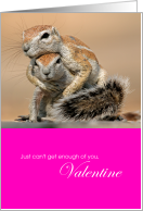 Cute Funny Hugging Squirrels Cant Get Enough of You Valentine card