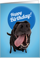 Birthday Cards With Lab Retriever from Greeting Card Universe