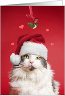 Merry Christmas For Anyone Cat Under Mistletoe With Hearts card