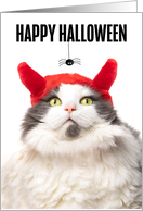 Happy Halloween Cat...