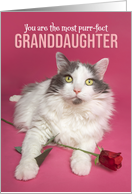 Happy Valentines Day Granddaughter Cute Cat WIth Red Rose Photograph card