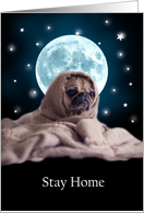 Pug In Blanket with...