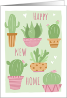 Happy New Home Cacti...