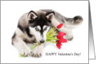 For My Fur Baby Happy Valentine’s Day Siberian Husky With Tulips card