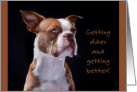 Older and Better Red Boston Terrier Puppy Dog Birthday card