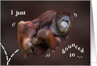 Bouncing Orangutan...