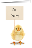Apology I’m Sorry Cute Baby Chick Holding Sign card
