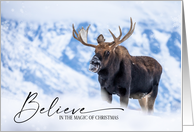 Holiday Moose in...