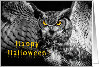 Happy Halloween Owl...