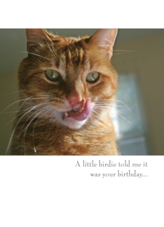 Funny Cat Birthday...