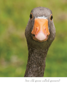Funny Goose Birthday