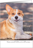 Funny Corgi Dog...